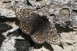 Imagem de Melitaea asteria Freyer 1828