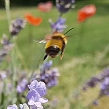 Sivun Bombus haematurus Kriechbaumer 1870 kuva