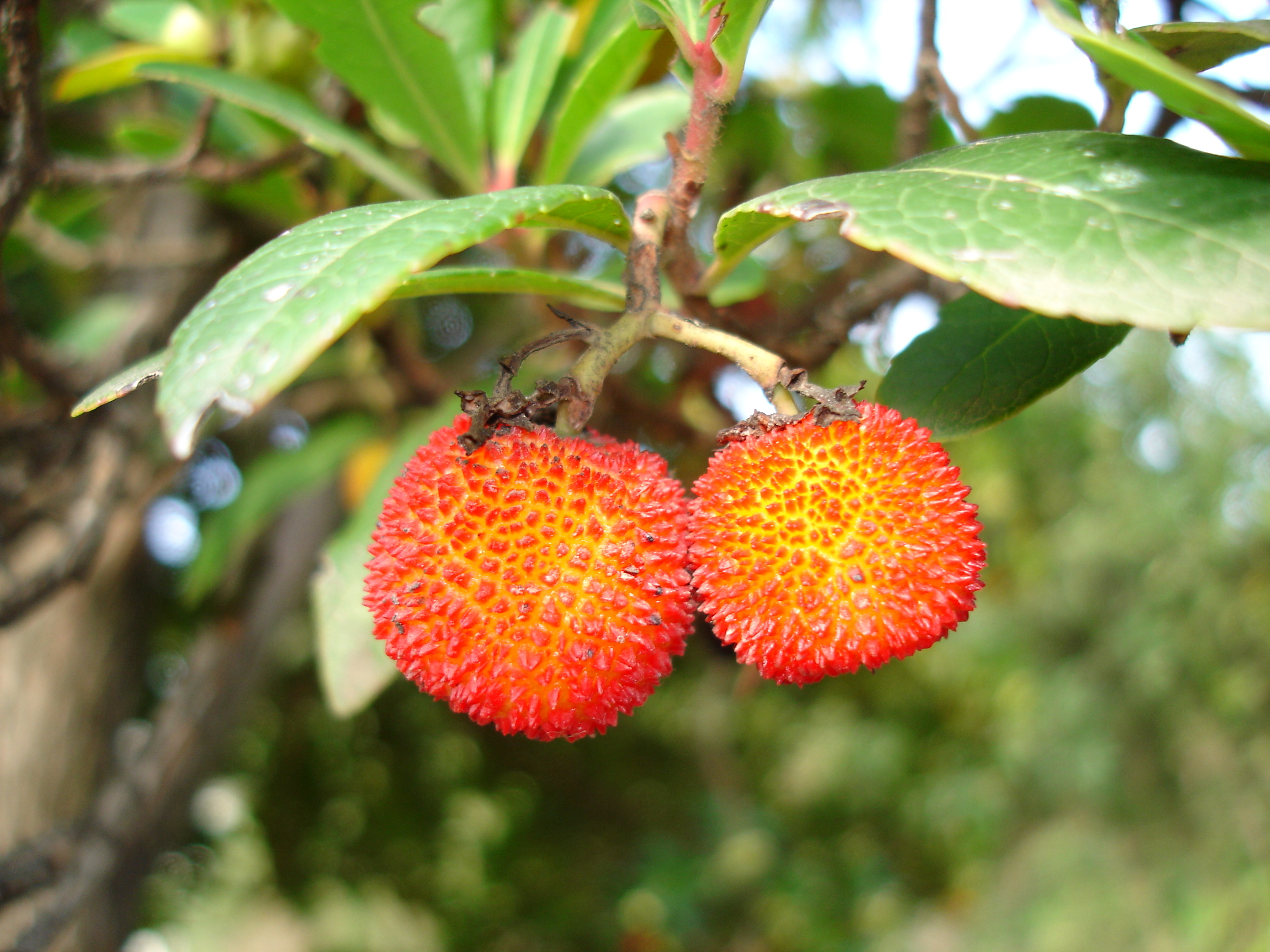 Image of Strawberry-tree