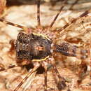 Image of <i>Neopantopsalis thaumatopoios</i>