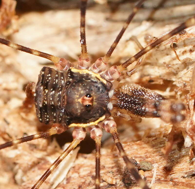 Image of <i>Neopantopsalis thaumatopoios</i>