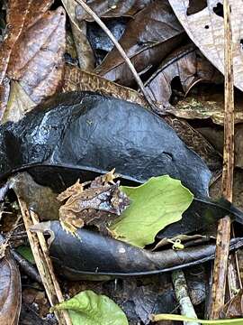 Image of Guenther's Horned Frog