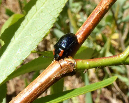 Image of Chrysomela (Macrolina) confluens Rogers 1856