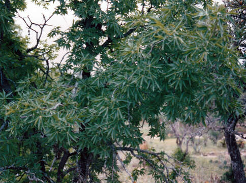 صورة Aesculus glabra var. arguta (Raf.) B. L. Robins.