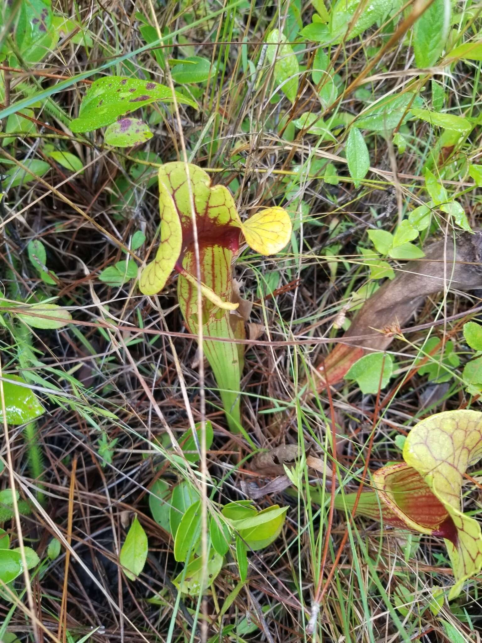 Image of hybrid pitcherplant