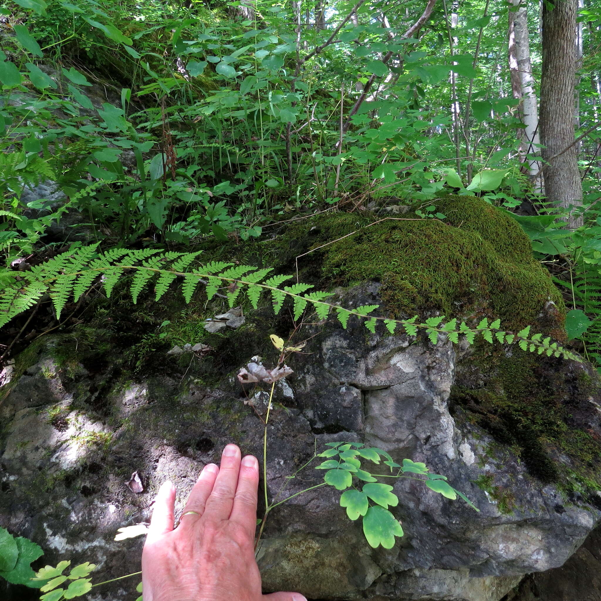 Image of bulblet bladderfern