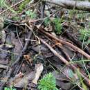 Image of Stylidium acuminatum subsp. meridionalis Wege