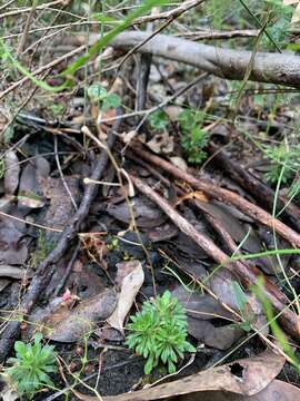 Image of Stylidium acuminatum (Carlquist) Wege