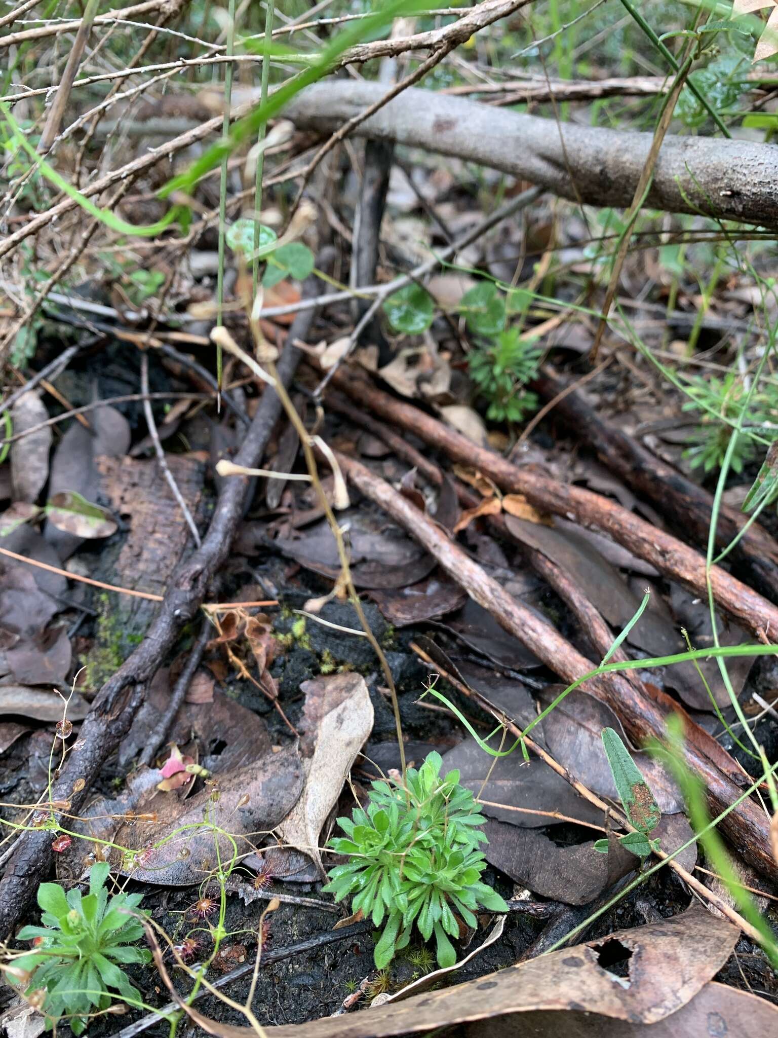 Image of Stylidium acuminatum subsp. meridionalis Wege