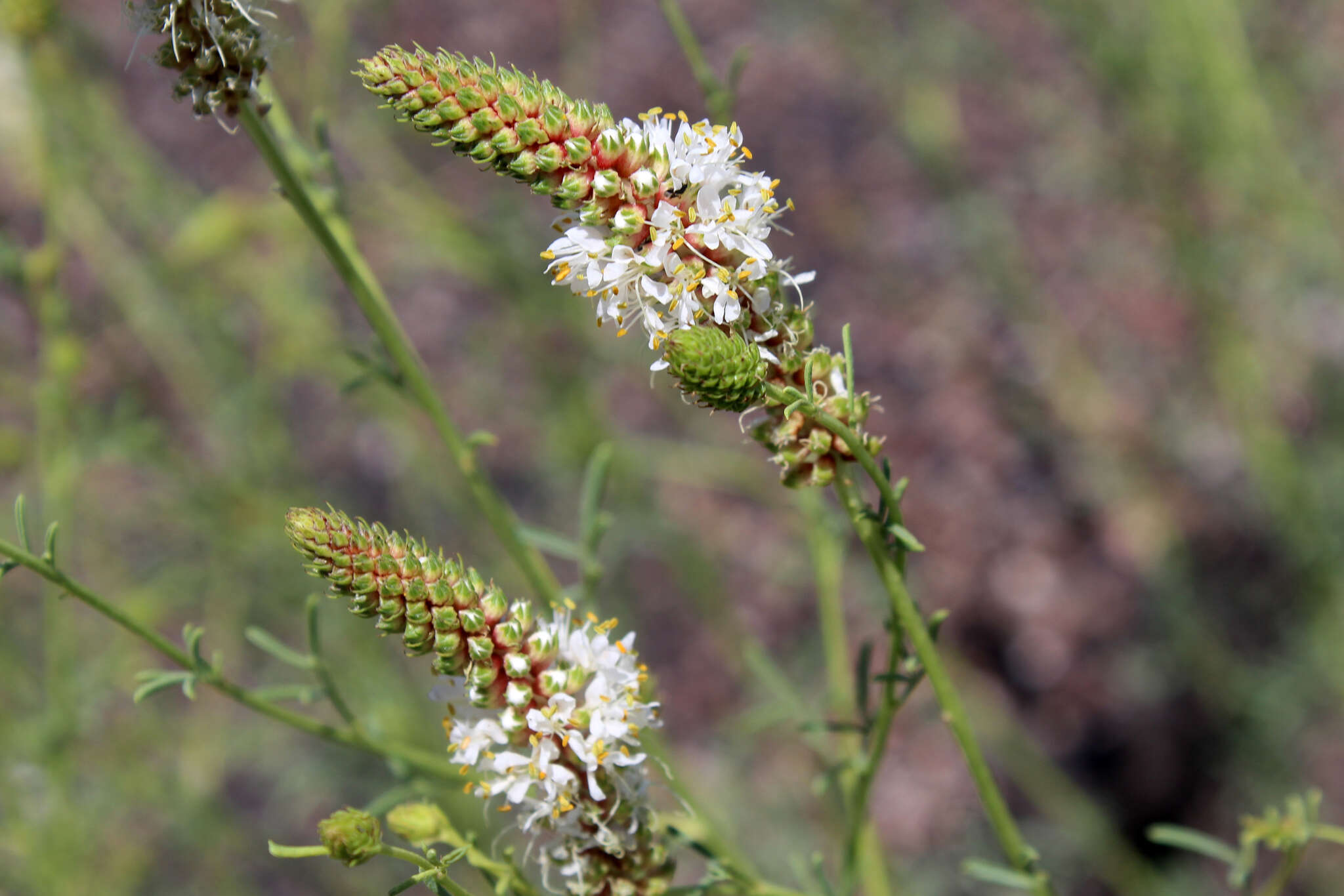 Image of white prairie clover