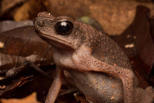 Imagem de Ansonia leptopus (Günther 1872)