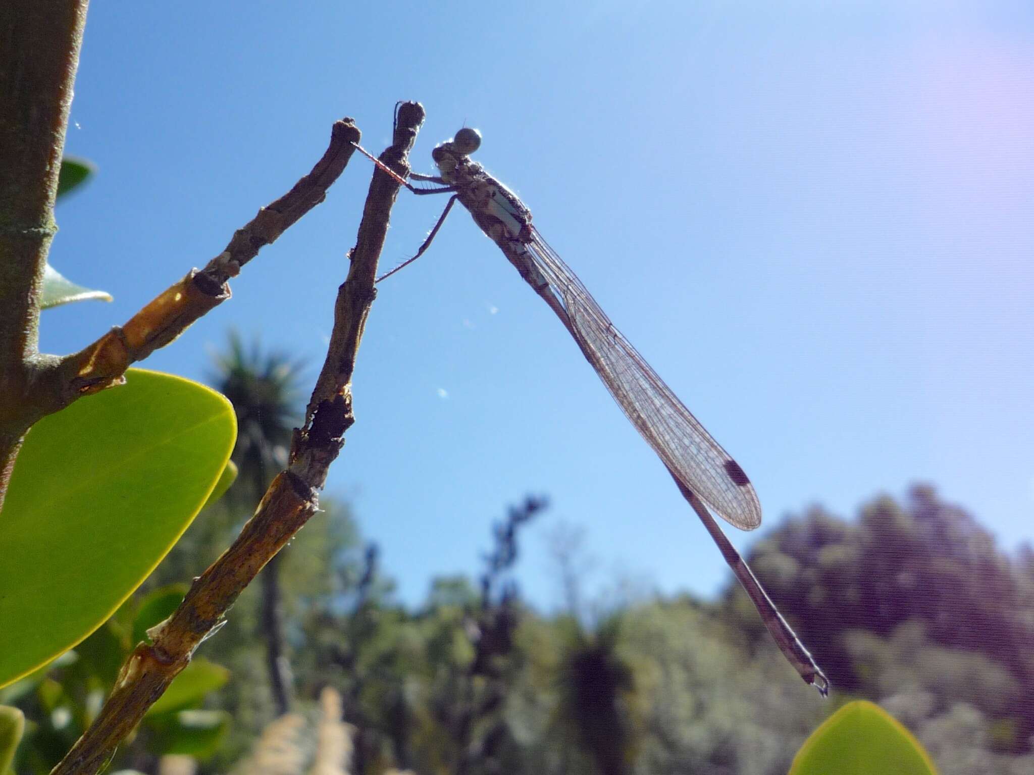 Image of Blue Damselfly