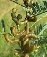 Image of Indigofera cryptantha subsp. cryptantha