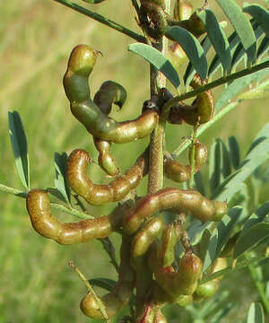 Imagem de Indigofera cryptantha Harv.