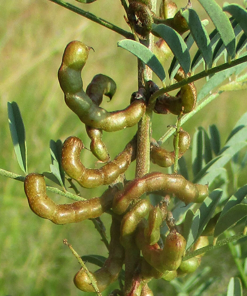 Image of Indigofera cryptantha subsp. cryptantha