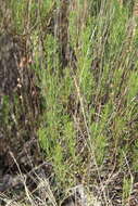 صورة Artemisia salsoloides Willd.