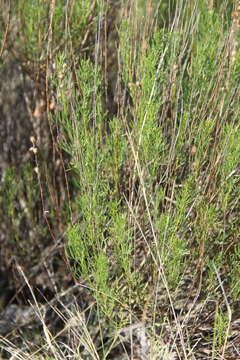 صورة Artemisia salsoloides Willd.