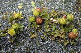 Image of Ranunculus crassipes Hook. fil.