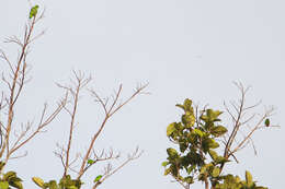 Image of Great Hanging Parrot