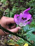 Plancia ëd Ipomoea silvicola House