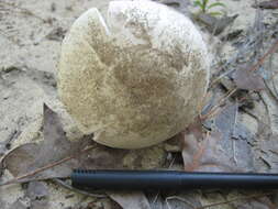 Image of Fool's Mushroom