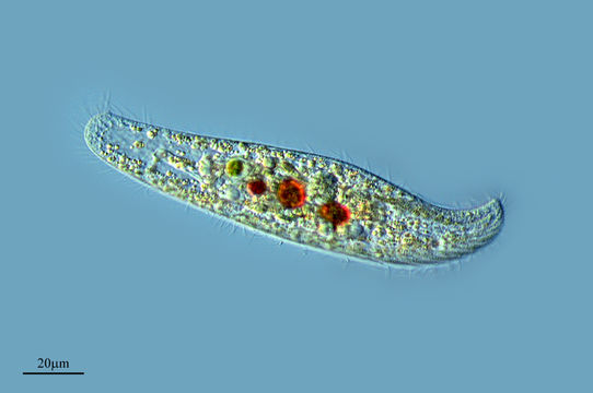 Image of <i>Loxodes vorax</i>