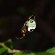 Image of Bijoaraneus legonensis (Grasshoff & Edmunds 1979)