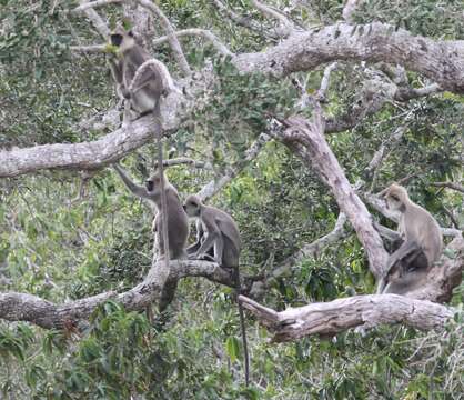 صورة Semnopithecus priam thersites (Blyth 1847)