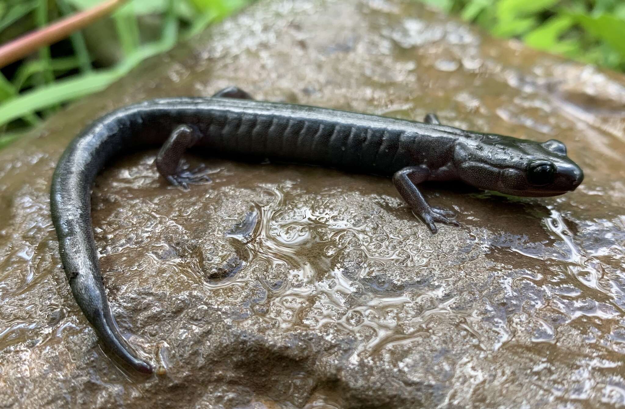 Image of Northern Gray-cheeked Salamander