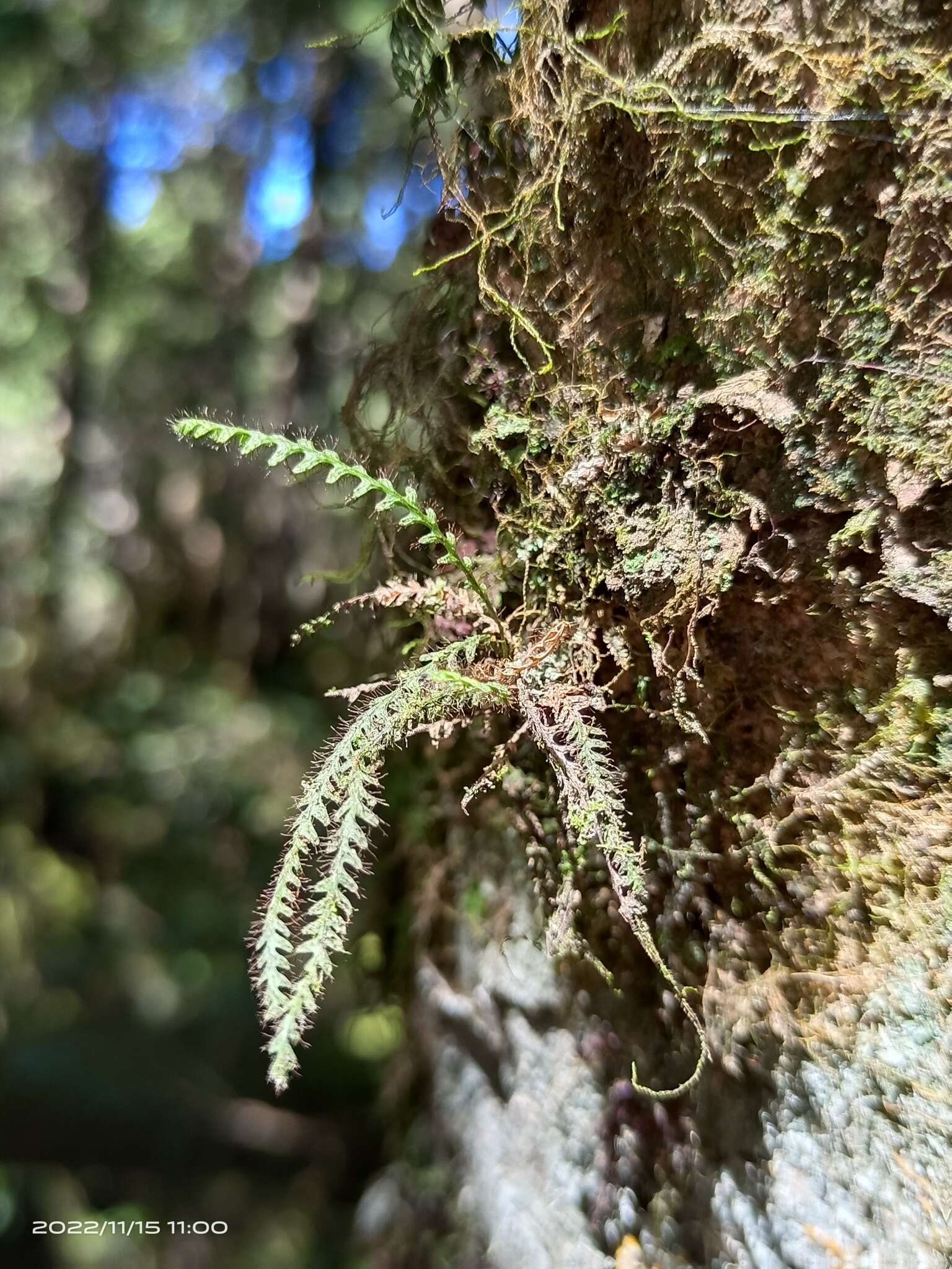 Image of Micropolypodium okuboi (Yatabe) Hayata