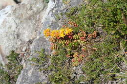 Imagem de Sedum divergens S. Wats.