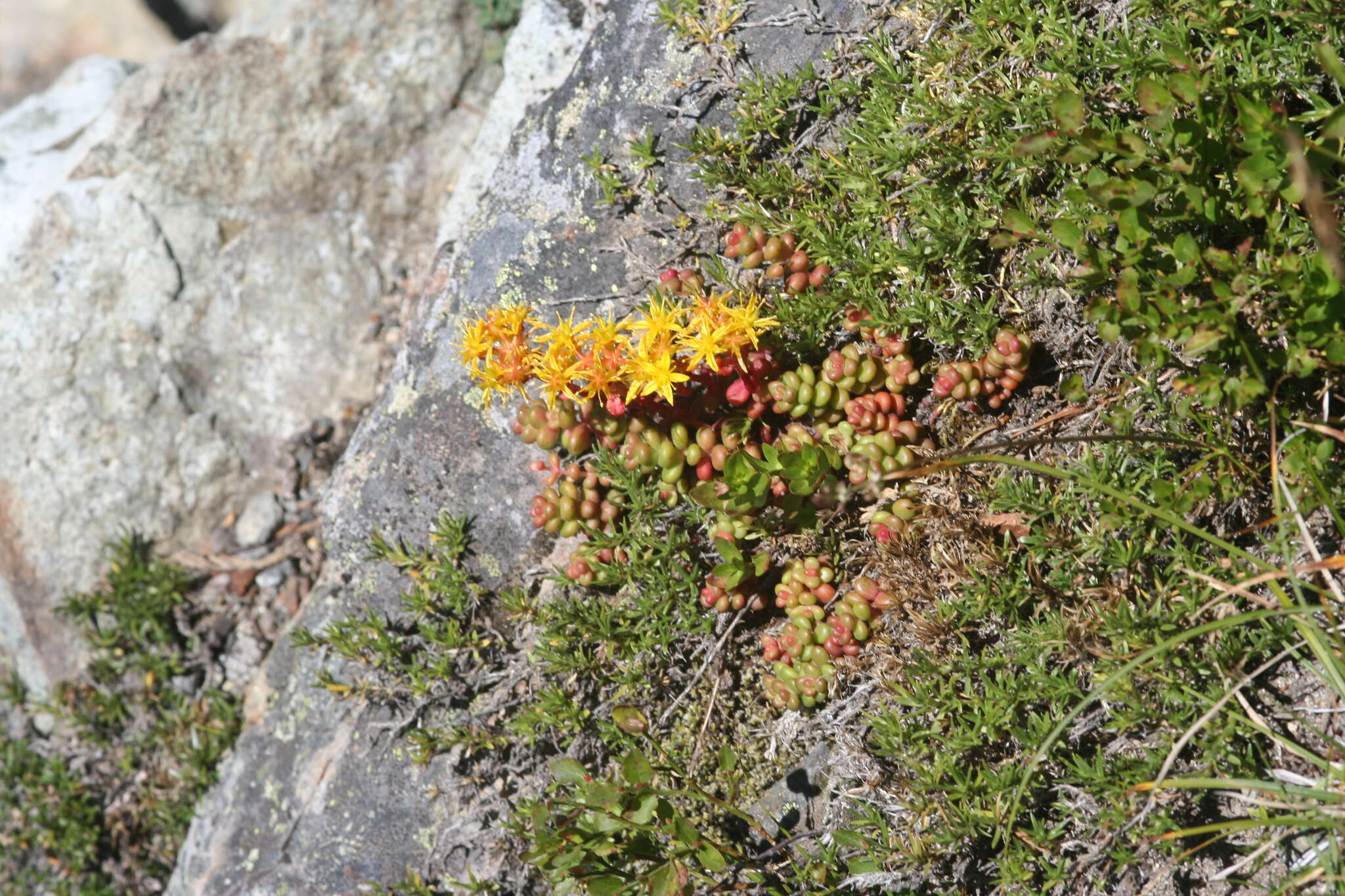 Imagem de Sedum divergens S. Wats.