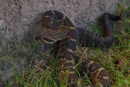 Image of Blacktail Rattlesnake