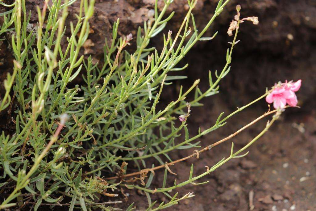 Image of Diascia integerrima E. Mey. ex Benth.