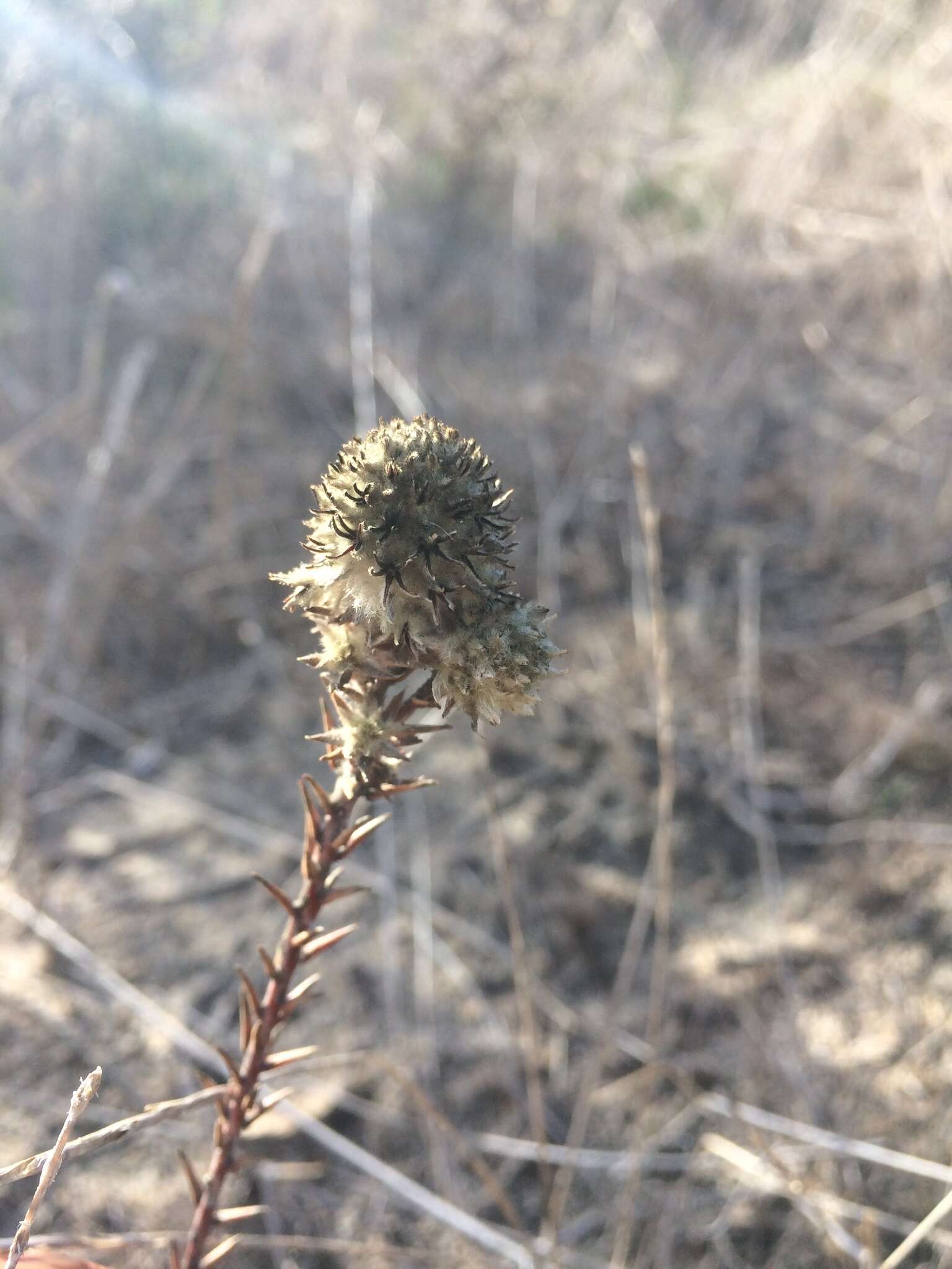 Image of Phylica harveyi (Arn.) Pillans