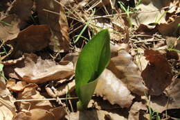 Image of Biarum pyrami (Schott) Engl.