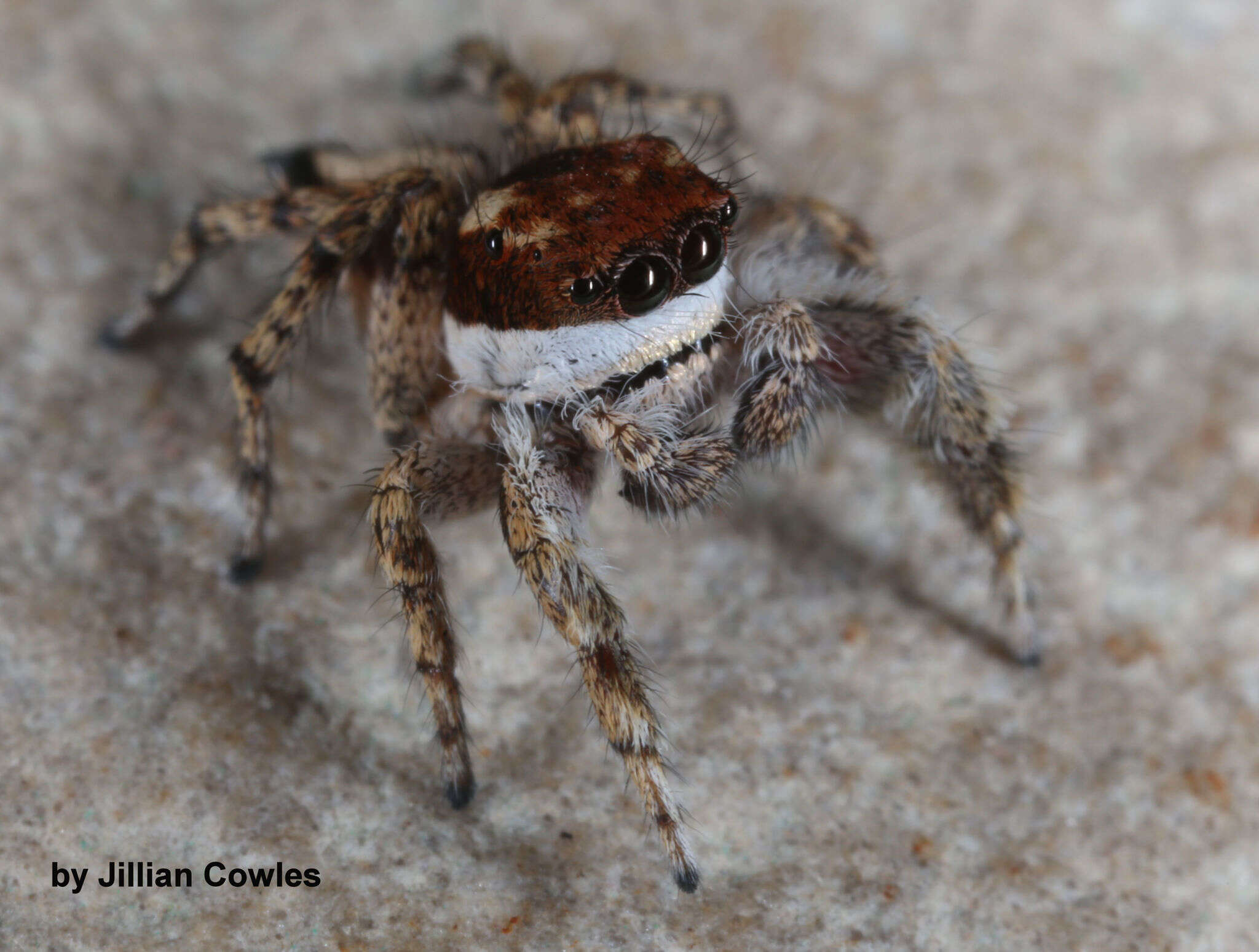 Image of Habronattus conjunctus (Banks 1898)