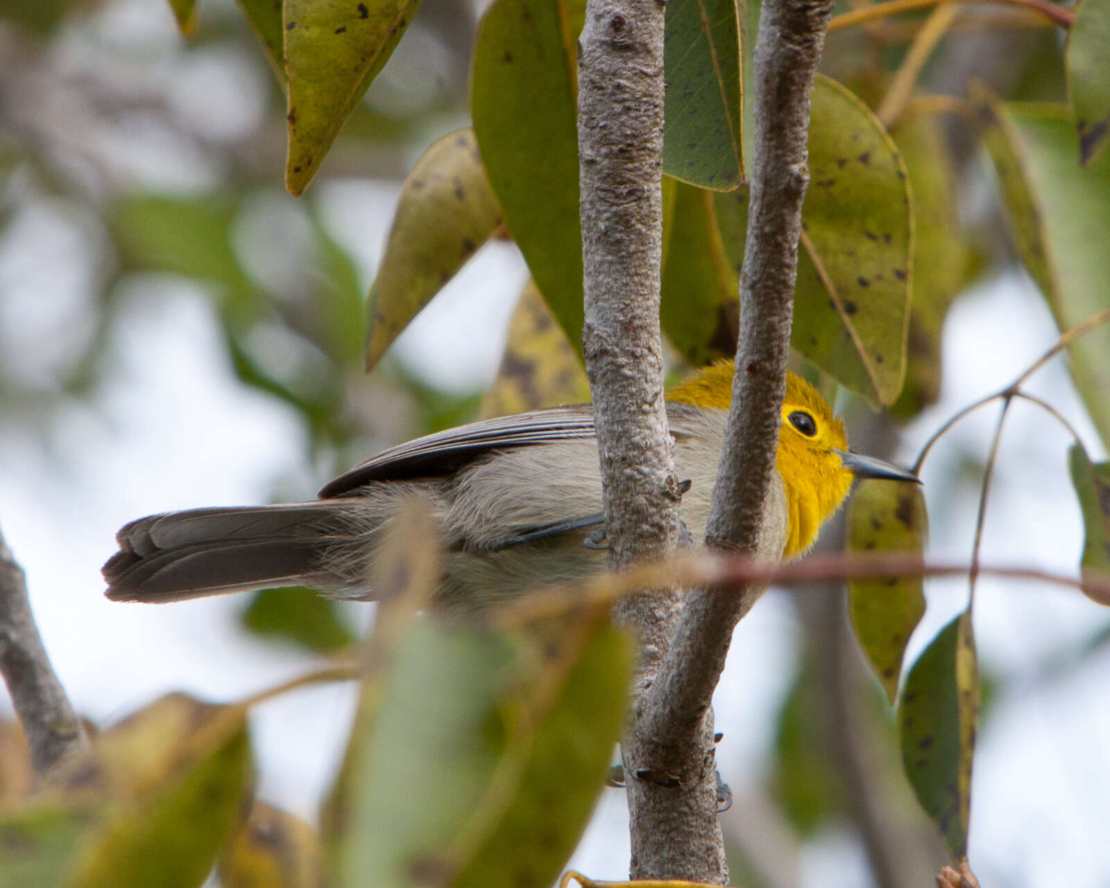 Image of Teretistridae