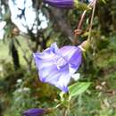 Image of Crawfurdia speciosa Wall.