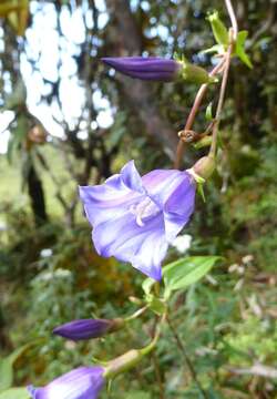 Imagem de Crawfurdia speciosa Wall.