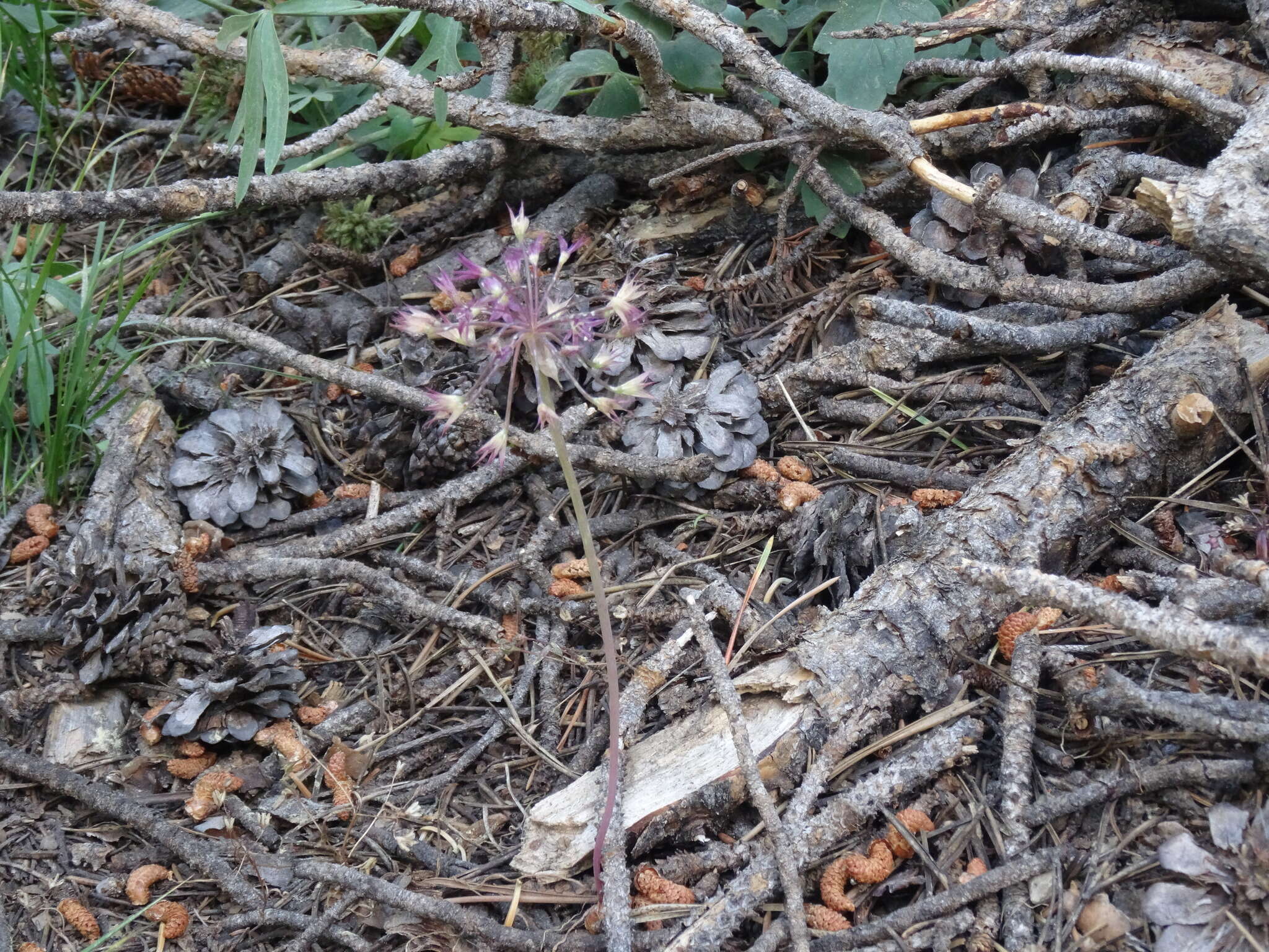 Image of dusky onion