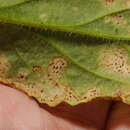 Image of Puccinia behenis G. H. Otth 1871