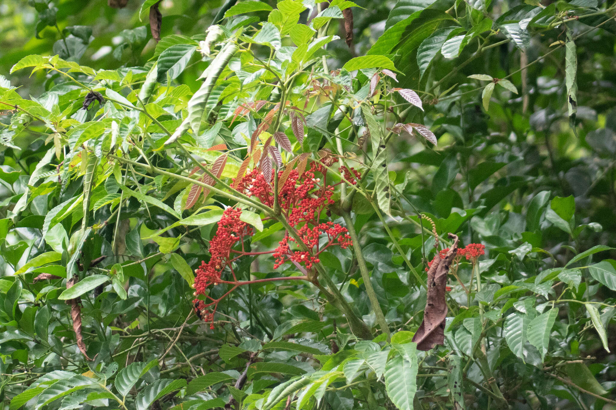 Leea guineensis G. Don resmi