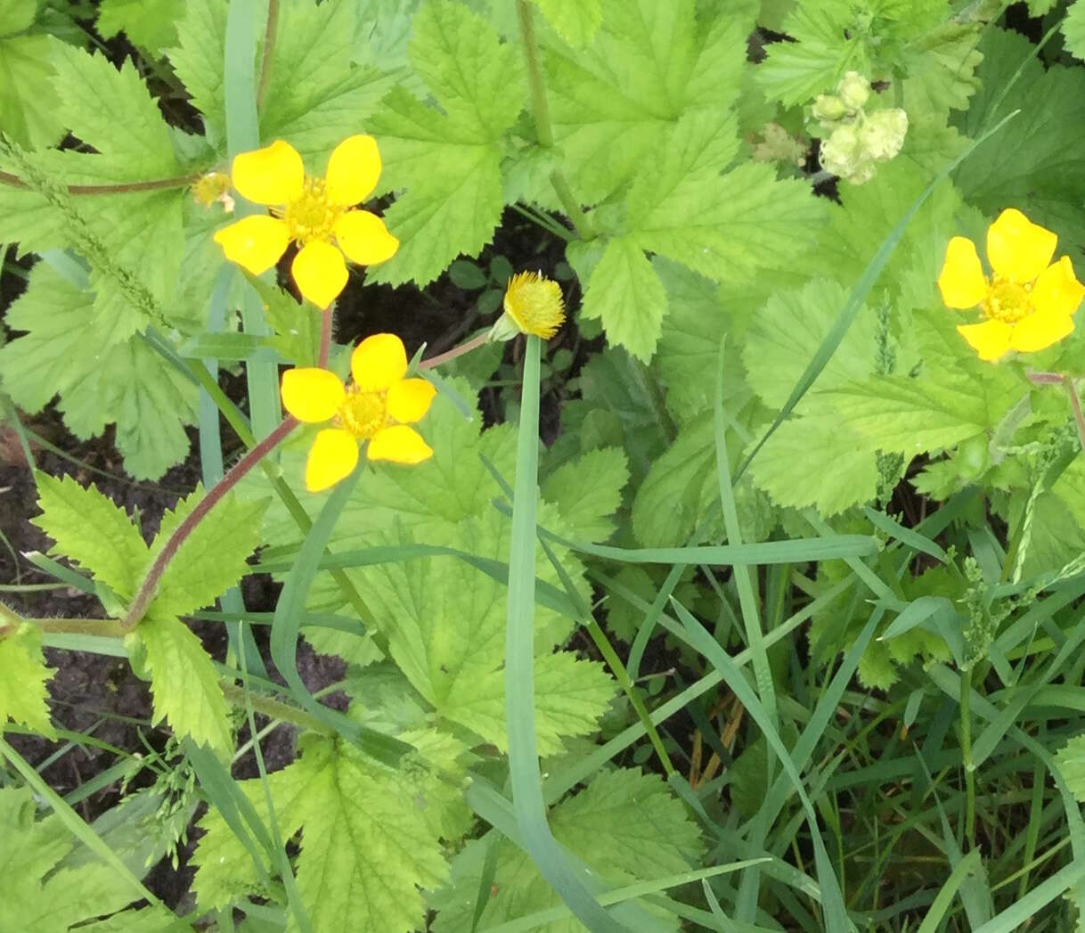 Imagem de Geum macrophyllum Willd.