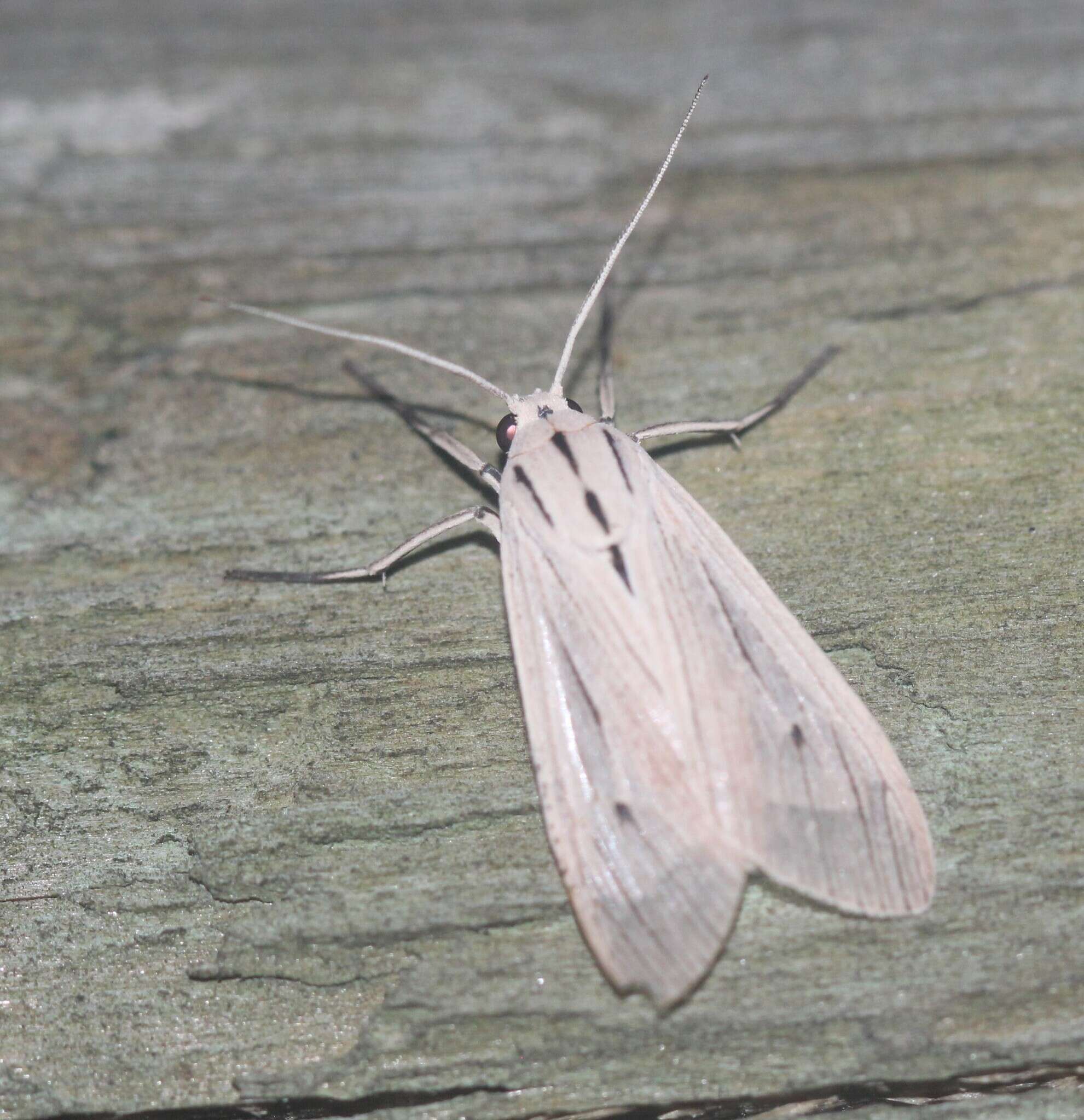 Image of Agaraea semivitrea Rothschild 1909