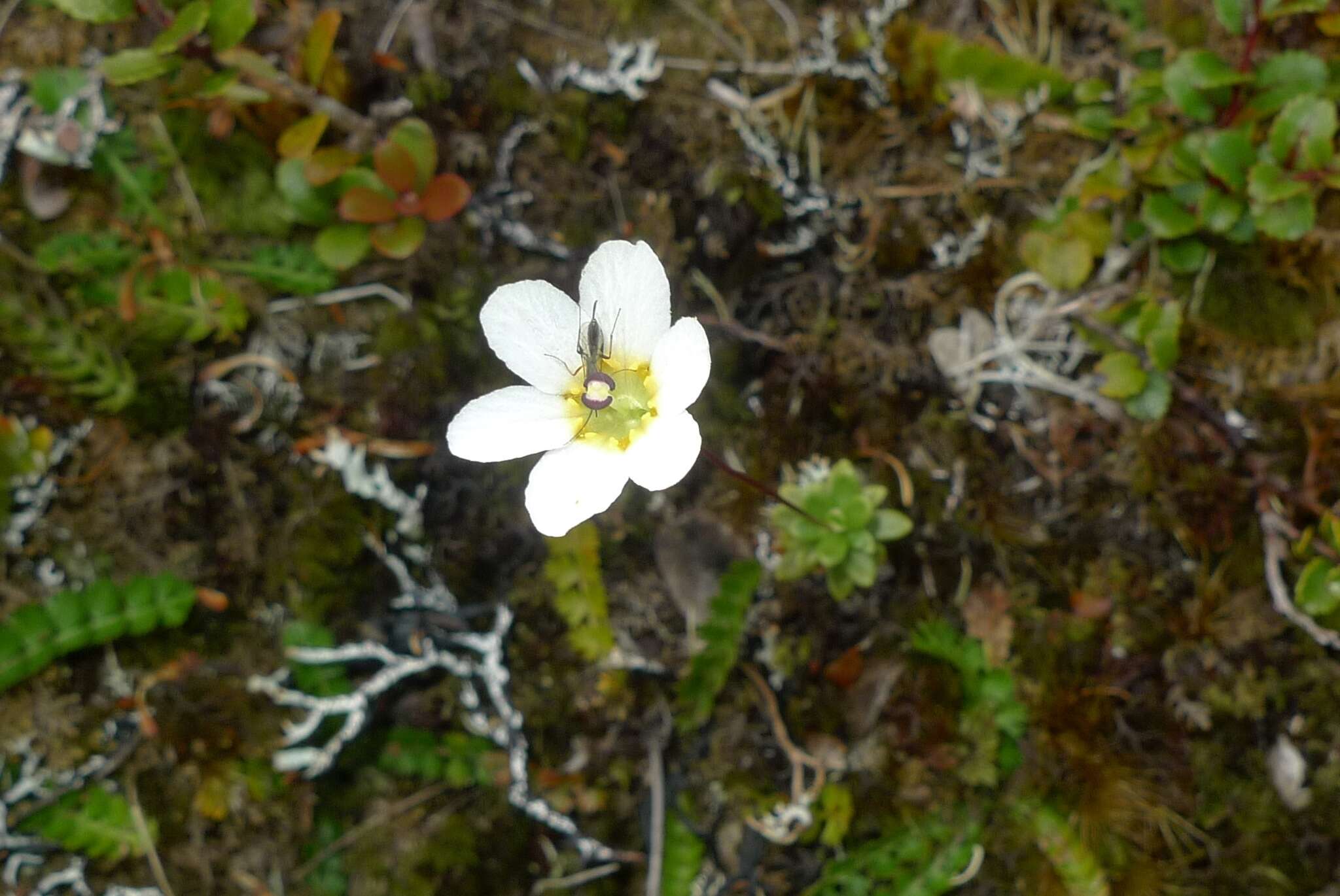 Imagem de Forstera tenella Hook. fil.