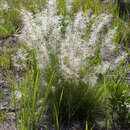 Image of Stipagrostis zeyheri subsp. zeyheri