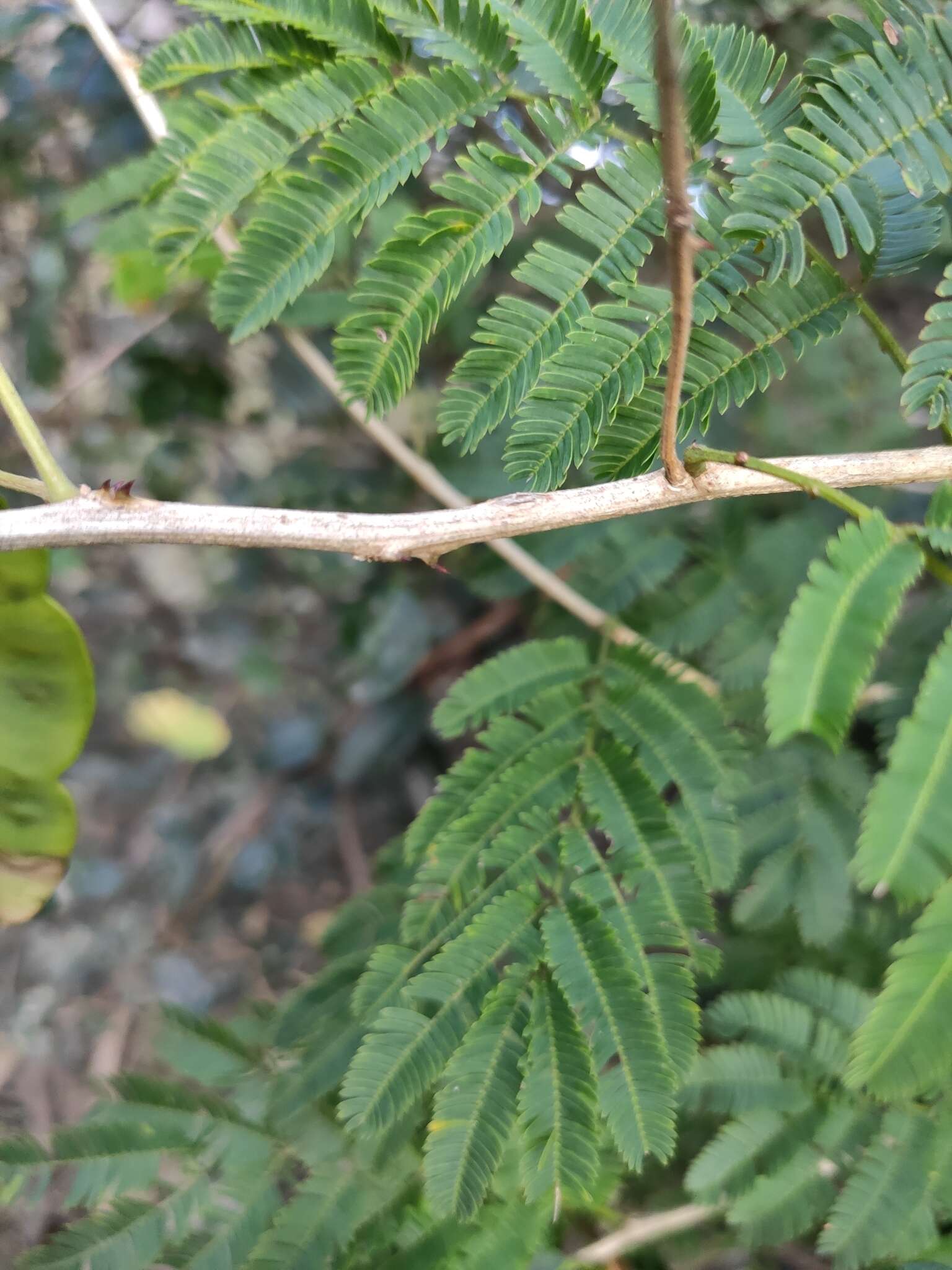 Senegalia bonariensis (Gillies ex Hook. & Arn.) Seigler & Ebinger的圖片