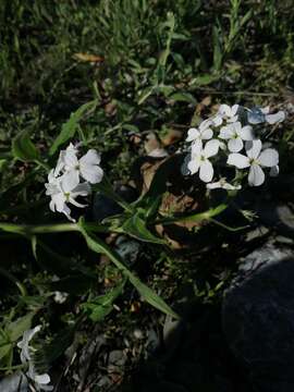 Imagem de Hesperis sibirica L.