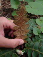 Imagem de Asplenium aureum Cav.